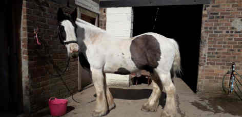 Thornton Rose RDA pony called Panda